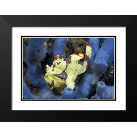 Indonesia, Lembeh Straits Anglerfish awaits prey Black Modern Wood Framed Art Print with Double Matting by Shimlock, Jones