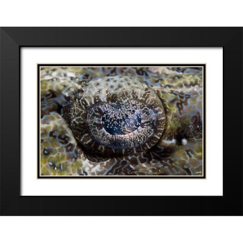 Indonesia, Lembeh Straits Eye of a crocodilefish Black Modern Wood Framed Art Print with Double Matting by Shimlock, Jones