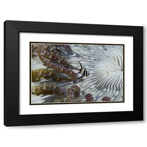 Indonesia, A banggi cardinalfish by sea anemone Black Modern Wood Framed Art Print with Double Matting by Shimlock, Jones