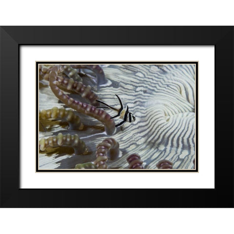 Indonesia, A banggi cardinalfish by sea anemone Black Modern Wood Framed Art Print with Double Matting by Shimlock, Jones