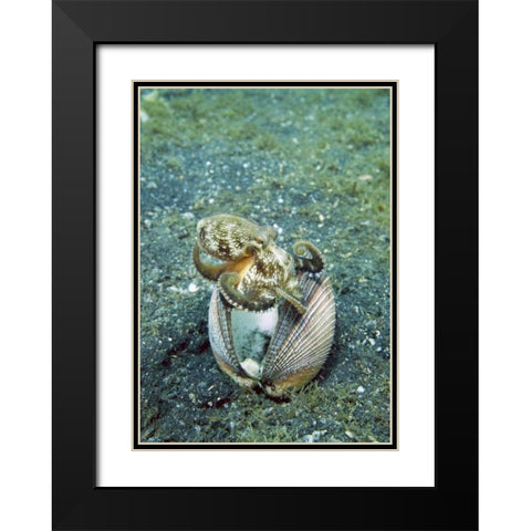 Indonesia, Lembeh Straits Octopus with a shell Black Modern Wood Framed Art Print with Double Matting by Shimlock, Jones