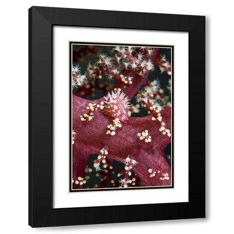 Indonesia, An allied cowry mollusk varies color Black Modern Wood Framed Art Print with Double Matting by Shimlock, Jones