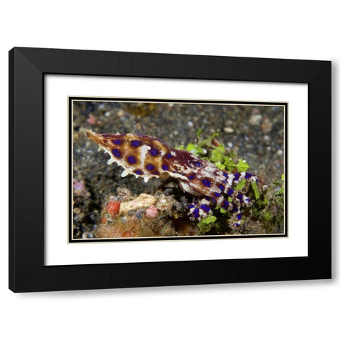Indonesia, Lembeh Straits Blue- ring octopus Black Modern Wood Framed Art Print with Double Matting by Shimlock, Jones