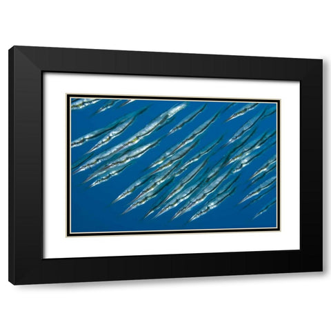 Indonesia, Sulawesi Isl, Manado Pipefish Black Modern Wood Framed Art Print with Double Matting by Shimlock, Jones
