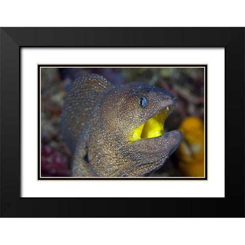 Indonesia, Reta Island A moray eels head Black Modern Wood Framed Art Print with Double Matting by Shimlock, Jones