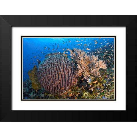 Indonesia, Pantar Island Black Modern Wood Framed Art Print with Double Matting by Shimlock, Jones