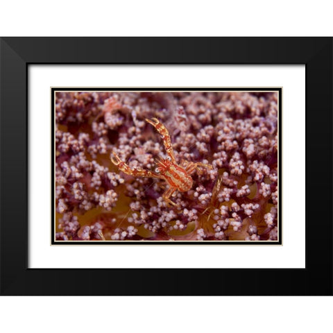 Indonesia, Pantar Island  Small crab on coral Black Modern Wood Framed Art Print with Double Matting by Shimlock, Jones