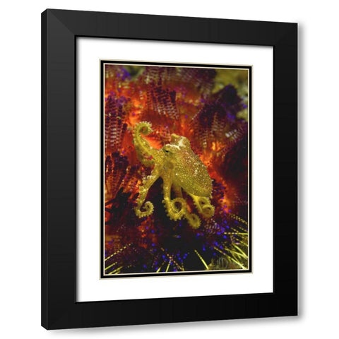 Indonesia, Pantar Island Small yellow octopus Black Modern Wood Framed Art Print with Double Matting by Shimlock, Jones