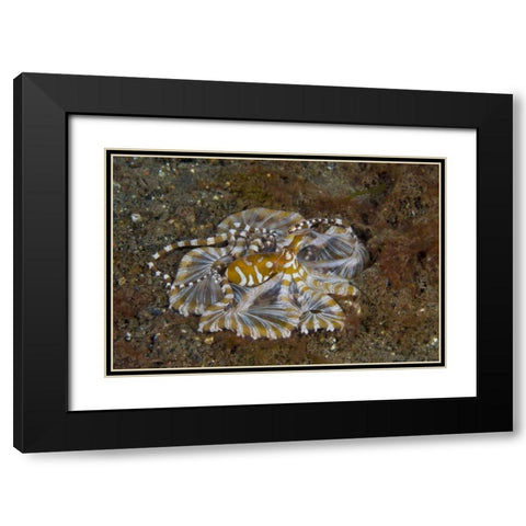 Indonesia, Pantar Island Long-arm octopus Black Modern Wood Framed Art Print with Double Matting by Shimlock, Jones