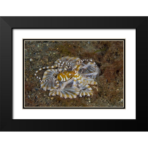 Indonesia, Pantar Island Long-arm octopus Black Modern Wood Framed Art Print with Double Matting by Shimlock, Jones