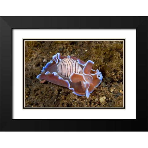 Indonesia, Pantar Isl Nocturnal mollusk in ocean Black Modern Wood Framed Art Print with Double Matting by Shimlock, Jones