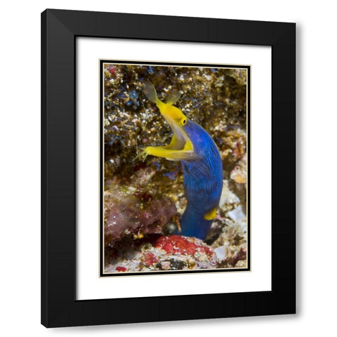 Indonesia, Suangi Island Colorful ribbon eel Black Modern Wood Framed Art Print with Double Matting by Shimlock, Jones