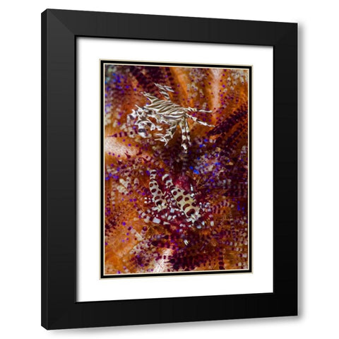 Indonesia, Adonara Isl Invertebrates and urchins Black Modern Wood Framed Art Print with Double Matting by Shimlock, Jones