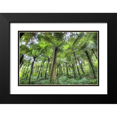 Indonesia, Bali View of vegetation in a Garden Black Modern Wood Framed Art Print with Double Matting by Shimlock, Jones