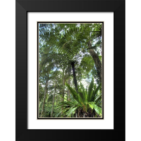 Indonesia, Bali View of vegetation in a Garden Black Modern Wood Framed Art Print with Double Matting by Shimlock, Jones