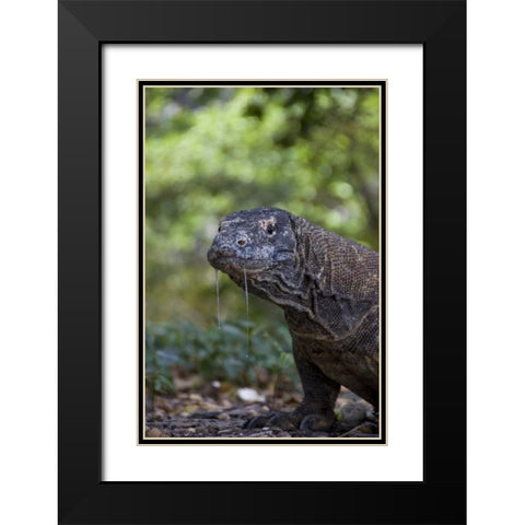 Close-up of Komodo dragon, Komodo NP, Indonesia Black Modern Wood Framed Art Print with Double Matting by Shimlock, Jones