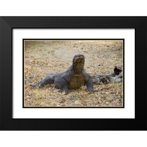 Close-up of Komodo dragon, Komodo NP, Indonesia Black Modern Wood Framed Art Print with Double Matting by Shimlock, Jones