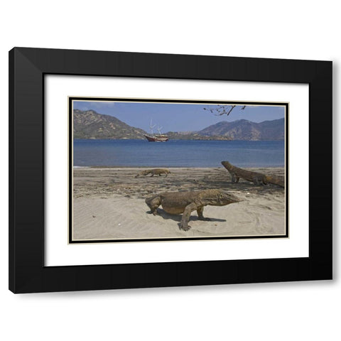Komodo dragons on beach, Komodo NP, Indonesia Black Modern Wood Framed Art Print with Double Matting by Shimlock, Jones