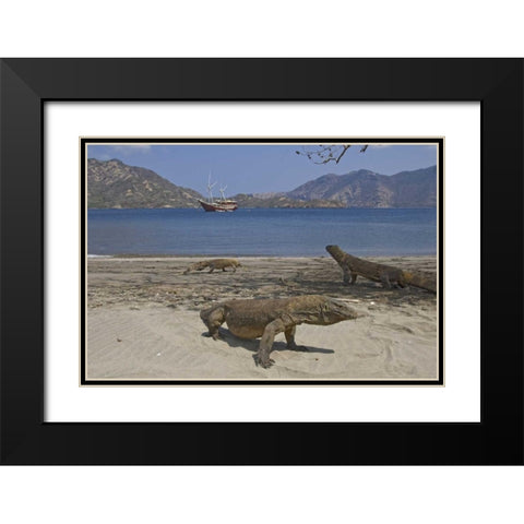 Komodo dragons on beach, Komodo NP, Indonesia Black Modern Wood Framed Art Print with Double Matting by Shimlock, Jones