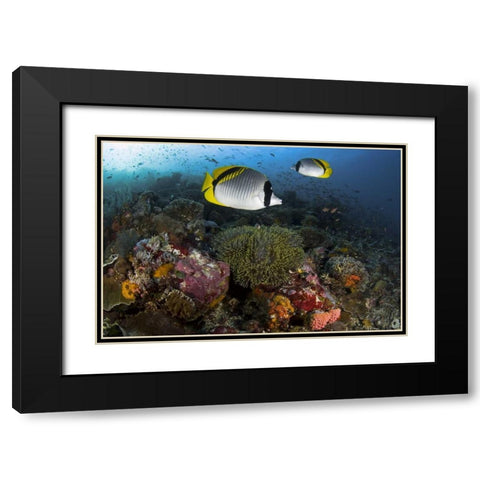 Indonesia, Komodo NP Lined butterflyfish Black Modern Wood Framed Art Print with Double Matting by Shimlock, Jones