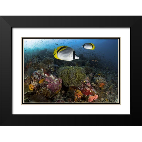 Indonesia, Komodo NP Lined butterflyfish Black Modern Wood Framed Art Print with Double Matting by Shimlock, Jones