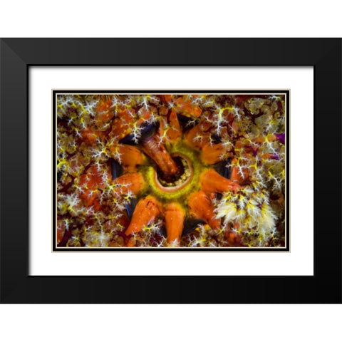 Indonesia, Komodo NP Sea cucumber feeding Black Modern Wood Framed Art Print with Double Matting by Shimlock, Jones