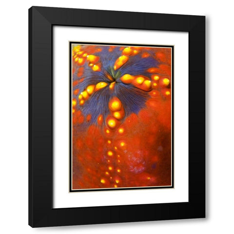 Indonesia, Komodo NP Sea cucumber variety Black Modern Wood Framed Art Print with Double Matting by Shimlock, Jones