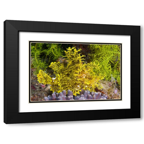 Indonesia, Komodo NP Weedy scorpionfish Black Modern Wood Framed Art Print with Double Matting by Shimlock, Jones