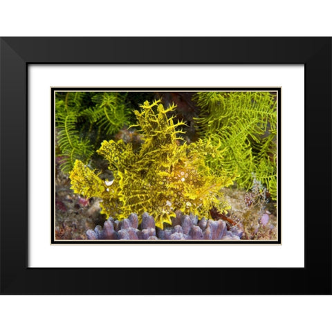 Indonesia, Komodo NP Weedy scorpionfish Black Modern Wood Framed Art Print with Double Matting by Shimlock, Jones