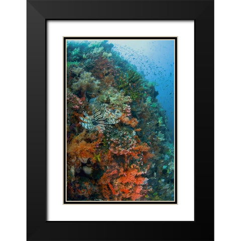 Indonesia, Komodo NP Lionfish swimming over reef Black Modern Wood Framed Art Print with Double Matting by Shimlock, Jones