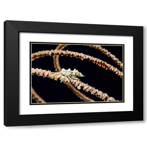 Indonesia, Komodo NP Wire coral crab on coral Black Modern Wood Framed Art Print with Double Matting by Shimlock, Jones