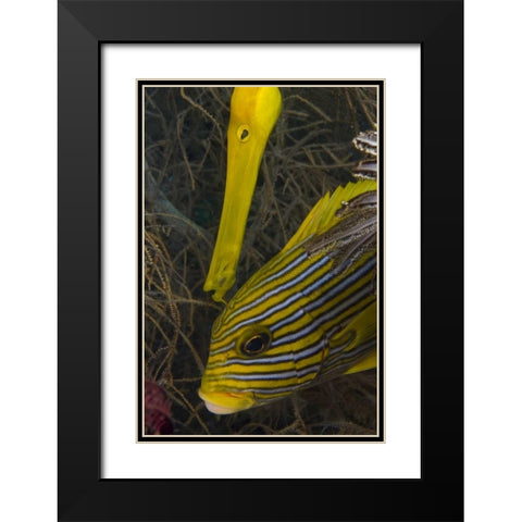 Indonesia A trumpetfish and sweetlip fish Black Modern Wood Framed Art Print with Double Matting by Shimlock, Jones