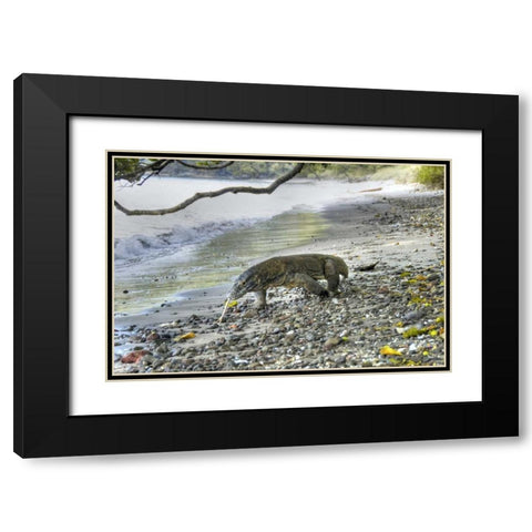 Komodo dragon on a beach, Komodo NP, Indonesia Black Modern Wood Framed Art Print with Double Matting by Shimlock, Jones