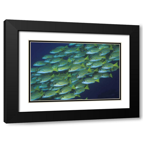 Indonesia, Komodo NP Schooling lined snappers Black Modern Wood Framed Art Print with Double Matting by Shimlock, Jones