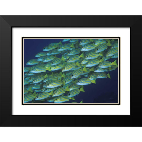 Indonesia, Komodo NP Schooling lined snappers Black Modern Wood Framed Art Print with Double Matting by Shimlock, Jones