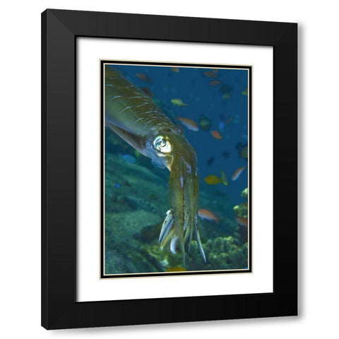 Close-up of a squid, Lembata Island, Indonesia Black Modern Wood Framed Art Print with Double Matting by Shimlock, Jones