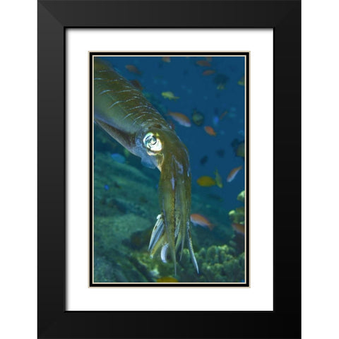 Close-up of a squid, Lembata Island, Indonesia Black Modern Wood Framed Art Print with Double Matting by Shimlock, Jones