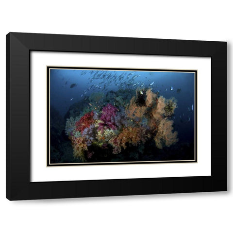 Indonesia, Papua, Raja Ampat Coral and fish Black Modern Wood Framed Art Print with Double Matting by Shimlock, Jones