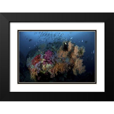 Indonesia, Papua, Raja Ampat Coral and fish Black Modern Wood Framed Art Print with Double Matting by Shimlock, Jones