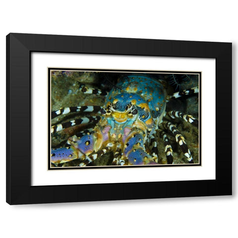 Lobster, Raja Ampat, Papua, Indonesia Black Modern Wood Framed Art Print with Double Matting by Shimlock, Jones