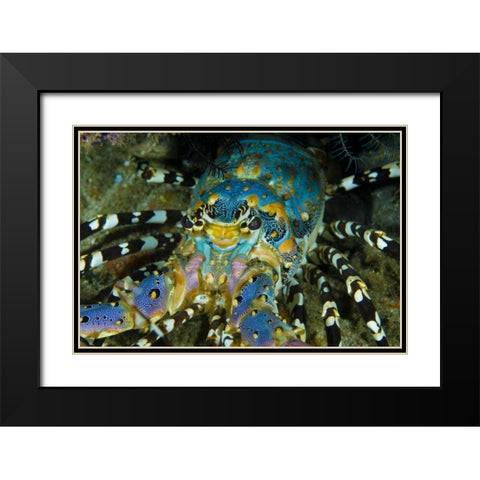 Lobster, Raja Ampat, Papua, Indonesia Black Modern Wood Framed Art Print with Double Matting by Shimlock, Jones