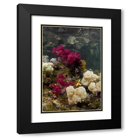 Indonesia, Papua, Raja Ampat Colorful reef Black Modern Wood Framed Art Print with Double Matting by Shimlock, Jones