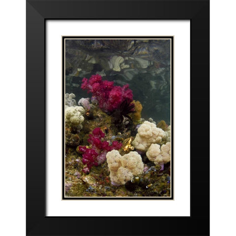 Indonesia, Papua, Raja Ampat Colorful reef Black Modern Wood Framed Art Print with Double Matting by Shimlock, Jones