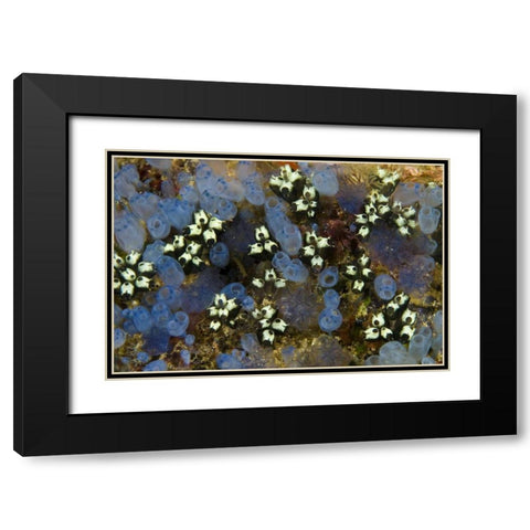 Indonesia Bluebell tunicates and marine life Black Modern Wood Framed Art Print with Double Matting by Shimlock, Jones