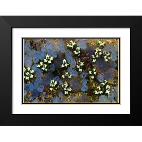 Indonesia Bluebell tunicates and marine life Black Modern Wood Framed Art Print with Double Matting by Shimlock, Jones