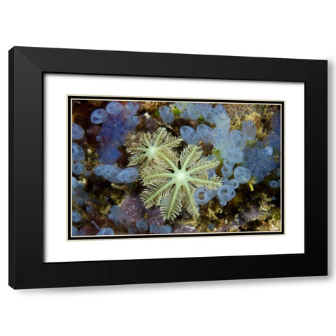 Bluebell tunicates and corals, Papua, Indonesia Black Modern Wood Framed Art Print with Double Matting by Shimlock, Jones