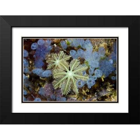 Bluebell tunicates and corals, Papua, Indonesia Black Modern Wood Framed Art Print with Double Matting by Shimlock, Jones