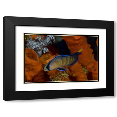 Indonesia, Papua, Raja Ampat Dottyback fish Black Modern Wood Framed Art Print with Double Matting by Shimlock, Jones