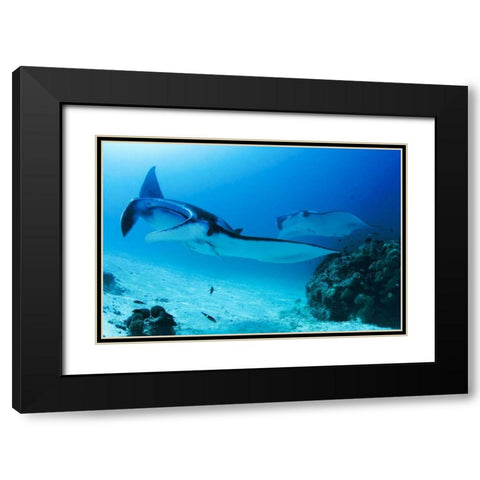 Indonesia, Papua, Manta Point Two manta rays Black Modern Wood Framed Art Print with Double Matting by Shimlock, Jones