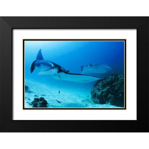 Indonesia, Papua, Manta Point Two manta rays Black Modern Wood Framed Art Print with Double Matting by Shimlock, Jones